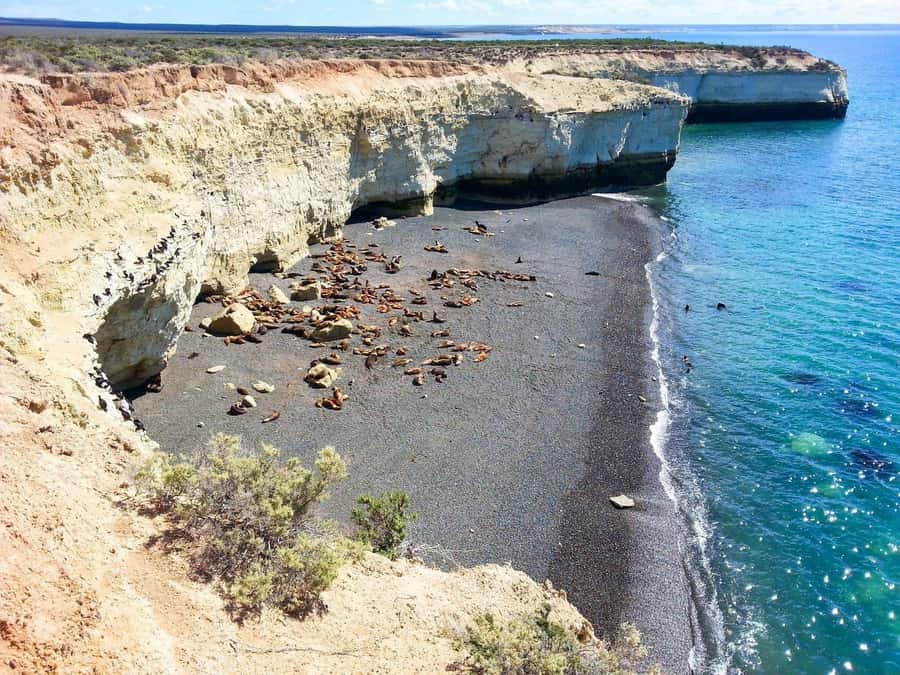 From Puerto Madryn: City and Punta Loma Tour - Along Paraná beach toward Punta Loma