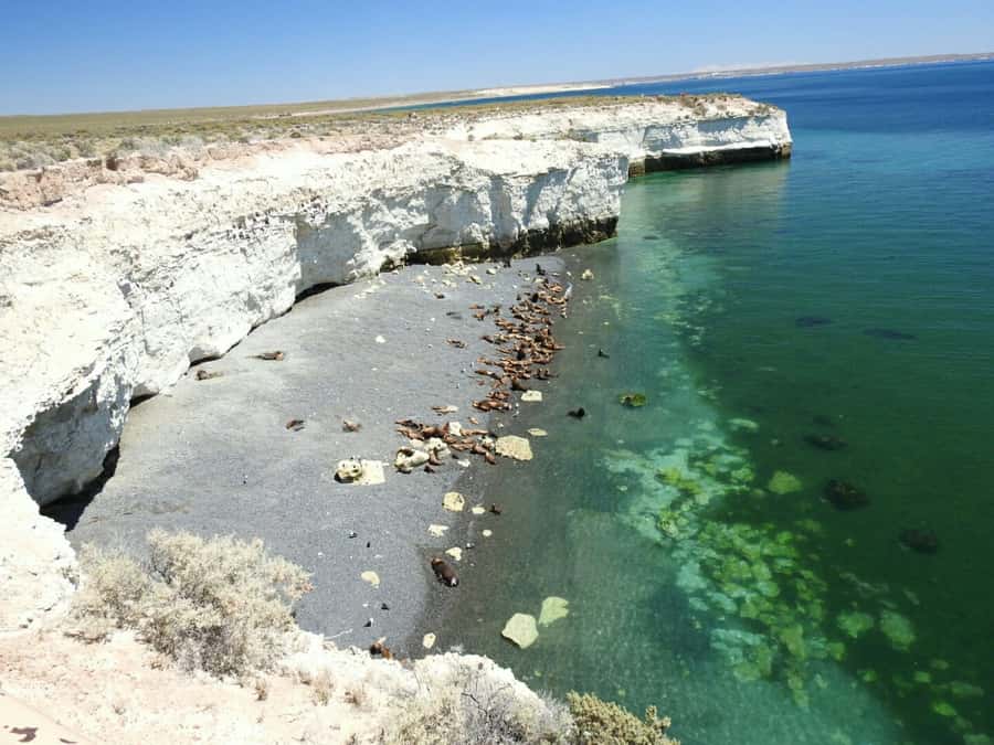 From Puerto Madryn: City and Punta Loma Tour - Hotel pickup and timing