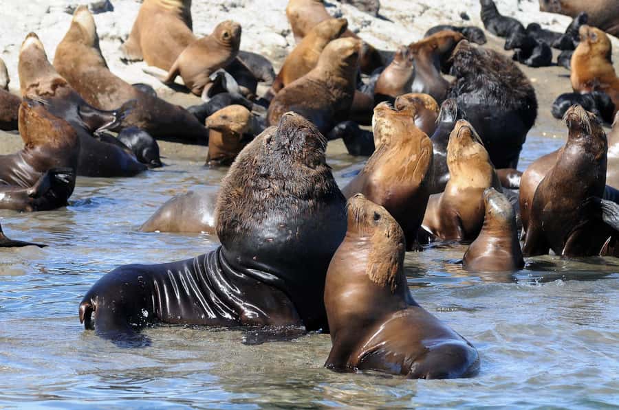 From Puerto Madryn: City and Punta Loma Tour - Puerto Madryn’s city sights in a short circuit