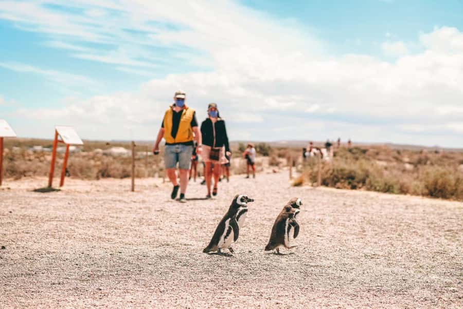 From Puerto Madryn: Full Day Excursion to Punta Tombo - Who should book this Punta Tombo excursion?