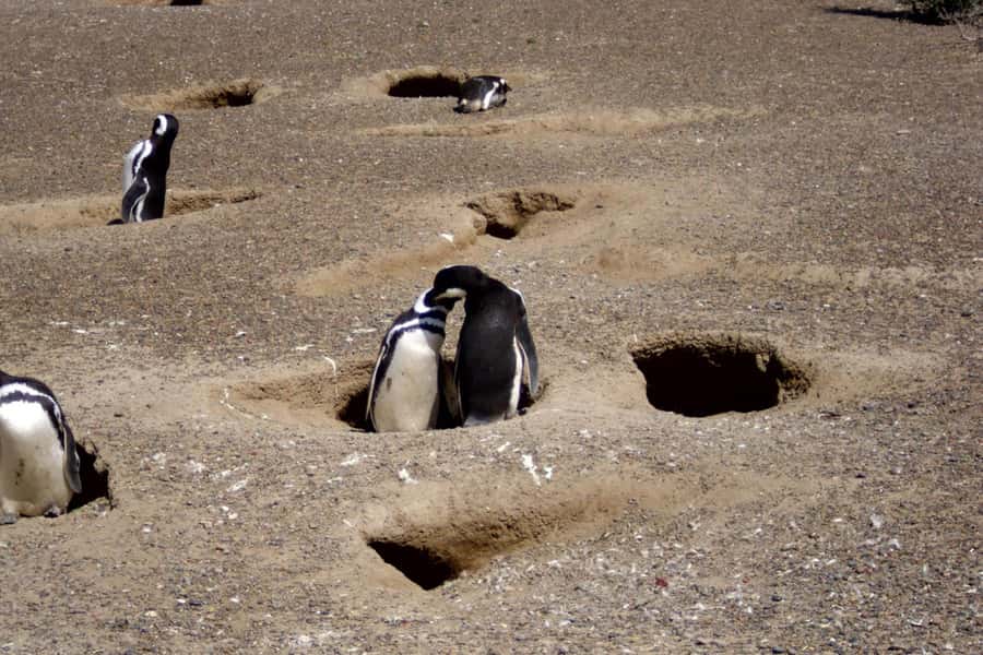 From Puerto Madryn: Full Day Excursion to Punta Tombo - The road from Puerto Madryn to Punta Tombo