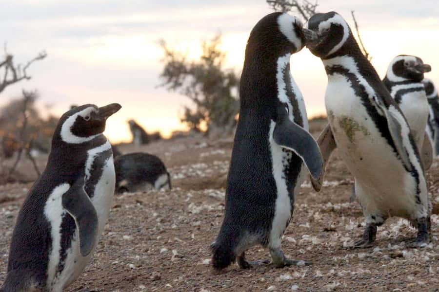 From Puerto Madryn: Full Day Excursion to Punta Tombo - Lunch at the reserve