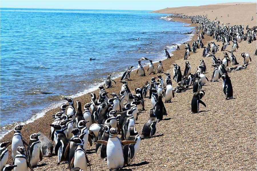 From Puerto Madryn: Full Day Excursion to Punta Tombo - The return to Puerto Madryn