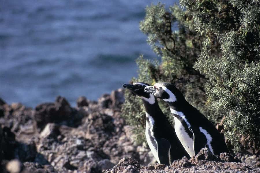 From Puerto Madryn: Full Day Excursion to Punta Tombo - Strengths and weaknesses at a glance