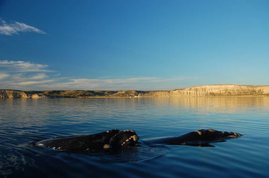 From Puerto Madryn: Full-Day Valdes Peninsula Tour - Why this 10-hour trip works from Puerto Madryn