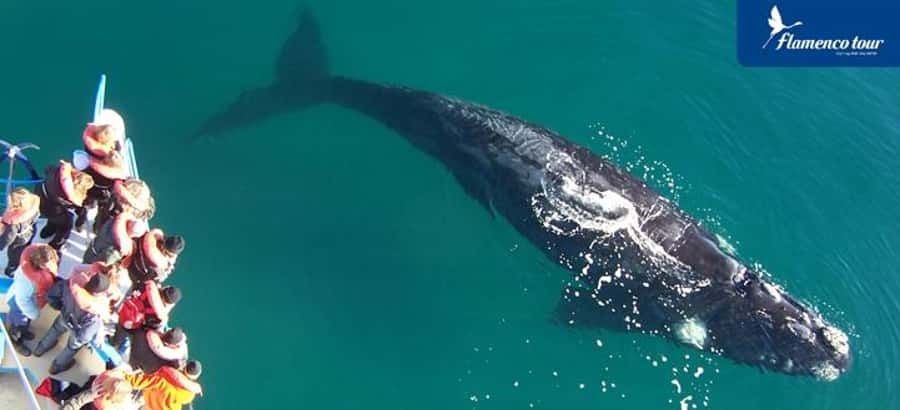 From Puerto Madryn: Full-Day Valdes Peninsula Tour - Puerto Piramides and the optional boat ride