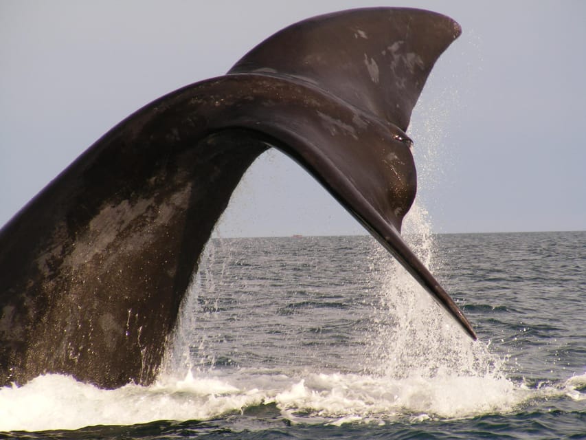 From Puerto Madryn: Full-Day Valdes Peninsula Tour - Salt lakes below sea level