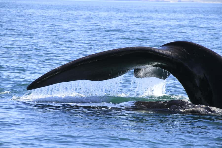 From Puerto Madryn: Full-Day Valdes Peninsula Tour - Caleta Valdes and its calm protected waters