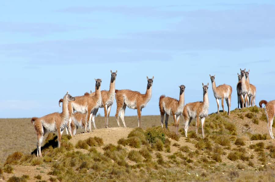 From Puerto Madryn: Full-Day Valdes Peninsula Tour - Punta Norte wildlife and seasonal timing