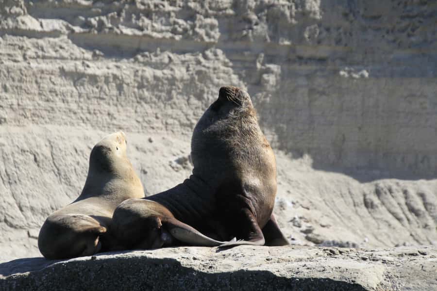 From Puerto Madryn: Full-Day Valdes Peninsula Tour - What to pack for Patagonia conditions