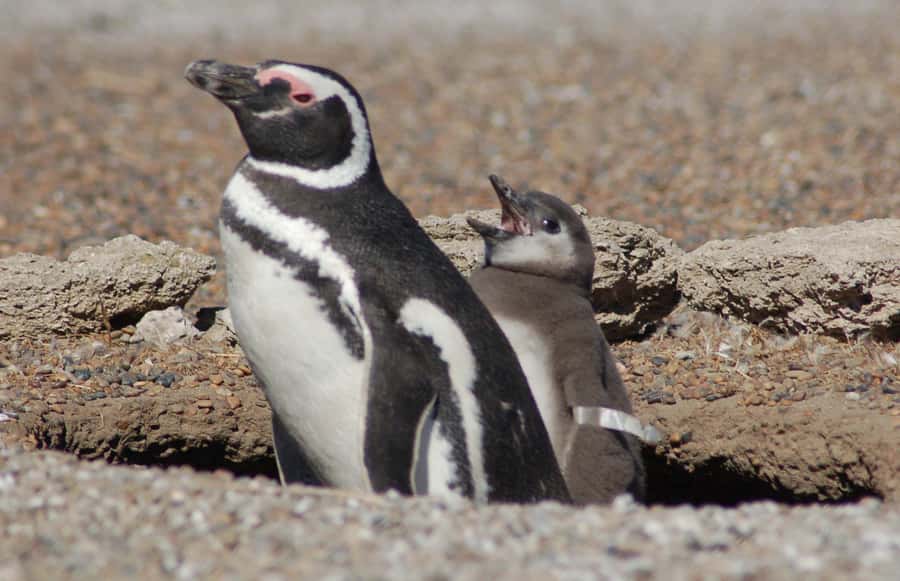 From Puerto Madryn: Penguin Tour & Península Valdés Day Trip - Key points to know before you book