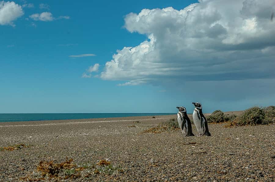 From Puerto Madryn: Penguin Tour & Península Valdés Day Trip - San Lorenzo Ranch and its remarkable penguin colony
