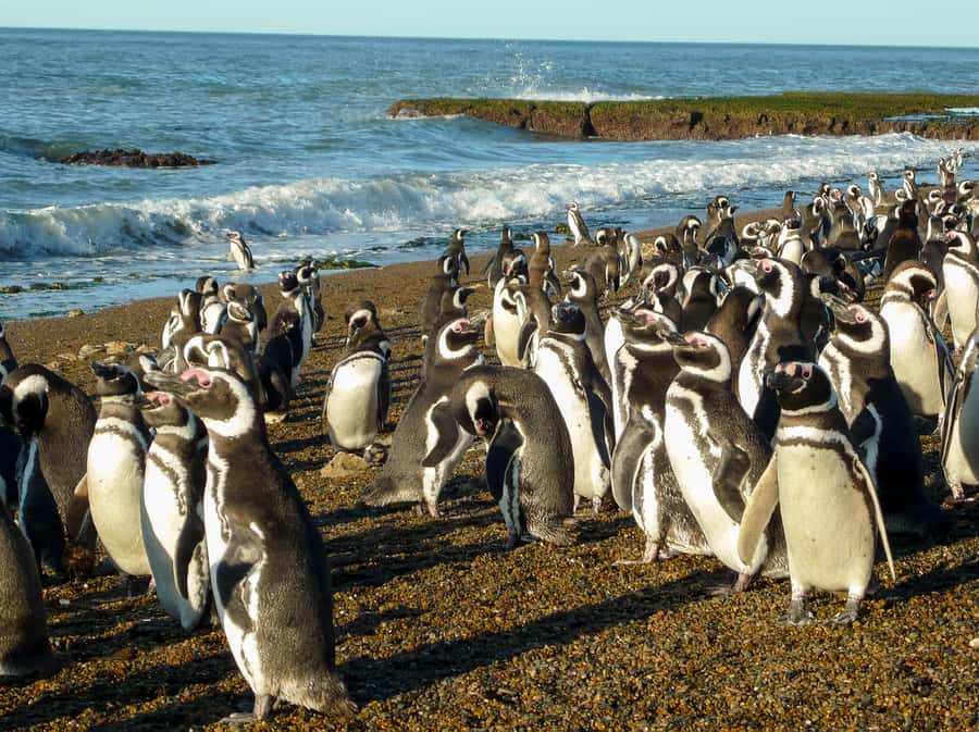 From Puerto Madryn: Penguin Tour & Península Valdés Day Trip - Wildlife sightings between the main stops