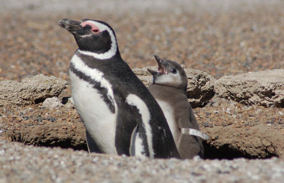 From Puerto Madryn: Penguin Tour & Península Valdés Day Trip - How much value do you get for $198?