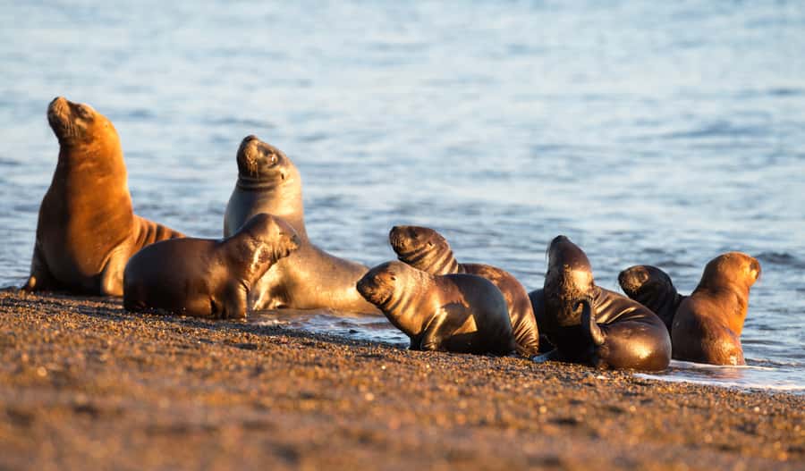 From Puerto Madryn: Penguin Tour & Península Valdés Day Trip - Practical advice for a smoother day