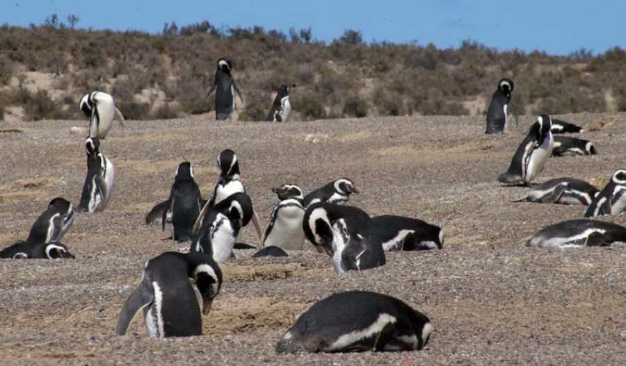 From Puerto Madryn: Penguin Tour & Península Valdés Day Trip - Who should book this Puerto Madryn excursion?