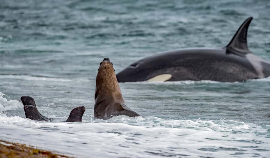 From Puerto Madryn: Penguin Tour & Península Valdés Day Trip - Puerto Pirámides: a useful first look at the peninsula