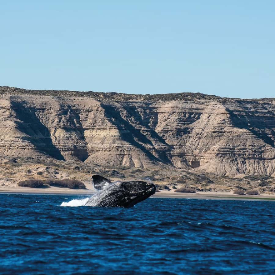 From Puerto Madryn: Peninsula Valdés Shore Excursion - Why Peninsula Valdés is worth your shore day