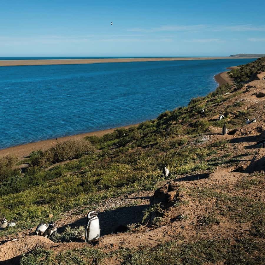 From Puerto Madryn: Peninsula Valdés Shore Excursion - Meeting the Yellow Penguin at Puerto Madryn port