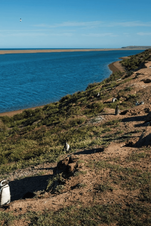 From Puerto Madryn: Peninsula Valdés Shore Excursion - Punta Norte and the chance of orcas