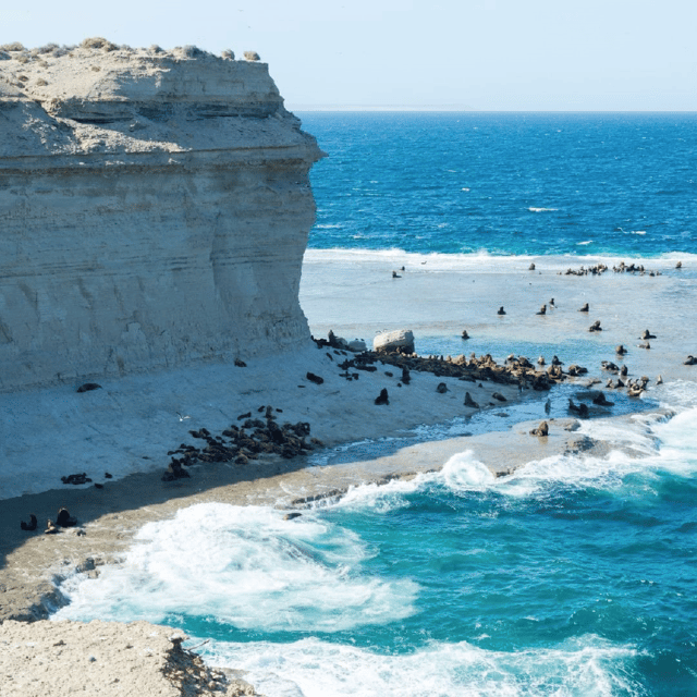 From Puerto Madryn: Peninsula Valdés Shore Excursion - The land animals are an important part of the day