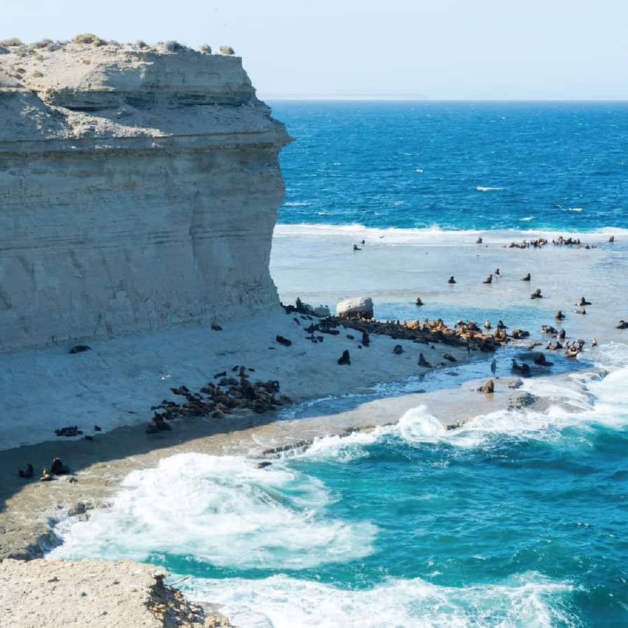 From Puerto Madryn: Peninsula Valdés Shore Excursion - The biggest timing issue for cruise passengers