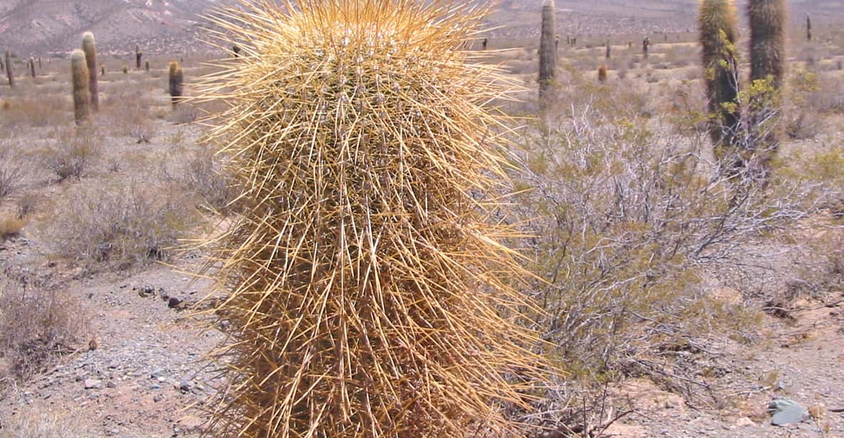From Salta: 3-Day Cafayate, Cachi, and Humahuaca Guided Trip - FAQ