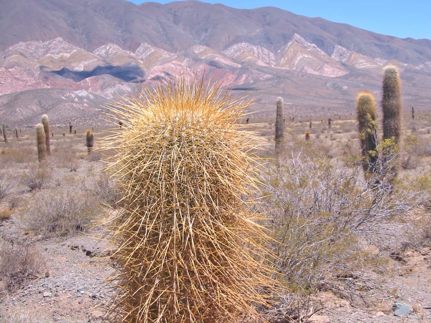 From Salta: 3-Day Cafayate, Cachi, and Humahuaca Guided Trip - Day two: Cuesta del Obispo and Los Cardones