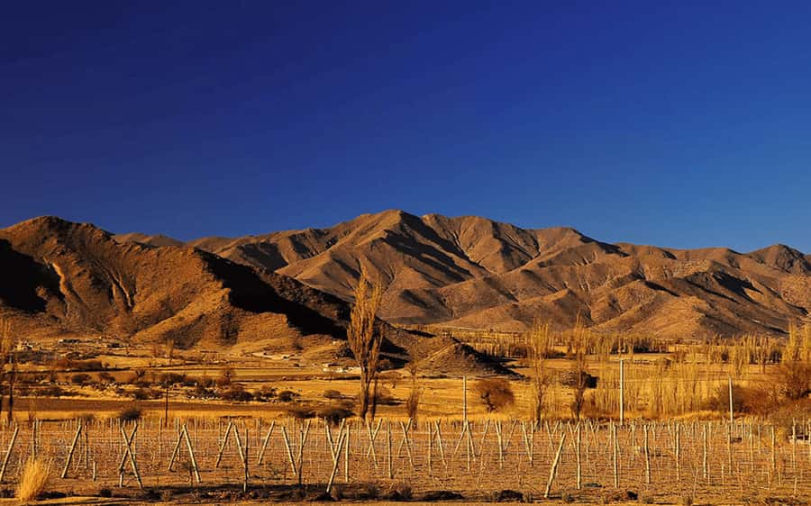 From Salta: Cachi and Los Cardones National Park Tour - The essential facts at a glance