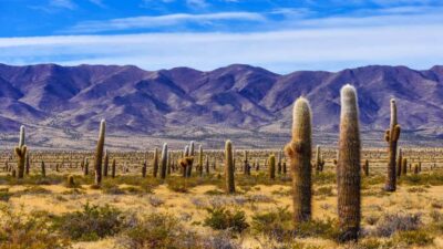 Cachi and Los Cardones National Park Tour