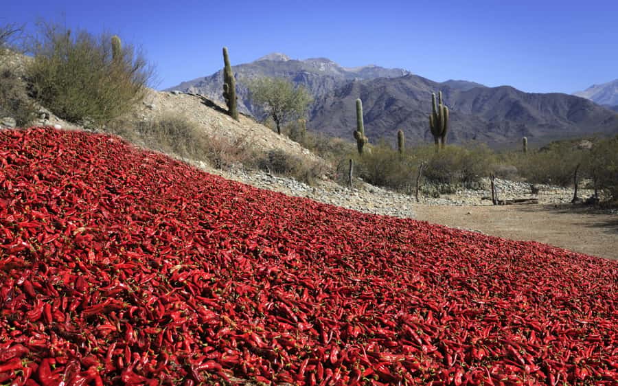 From Salta: Cafayate, Cachi and Salinas Grandes in 3 days - Key points before you book