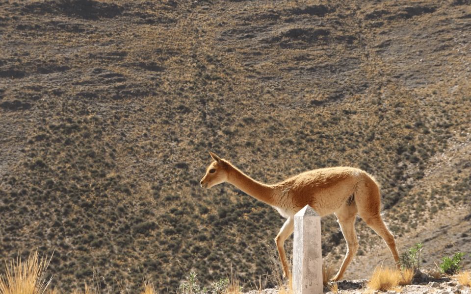 From Salta: Full-Day Tours of Cachi and Salinas Grandes - Transport, guides, and the long-day reality