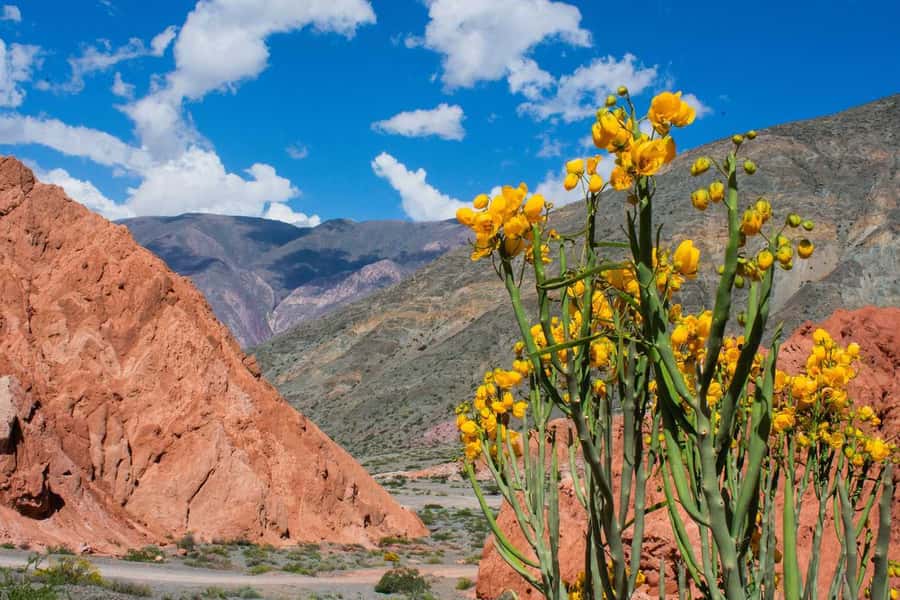 From Salta: Full-Day Trip to Salinas Grandes and Purmamarca - Should you book it?
