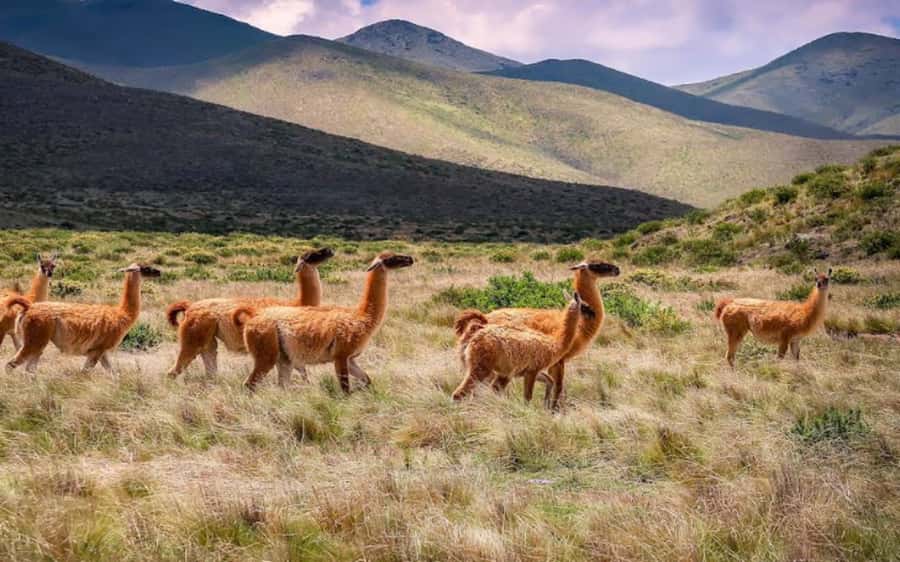 From Salta: Quebrada de Humahuaca, Purmamarca and Tilcara - Key points to know before booking