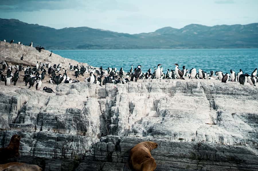 From Ushuaia: Beagle Channel Catamaran Tour - Reading the Beagle Channel from the water