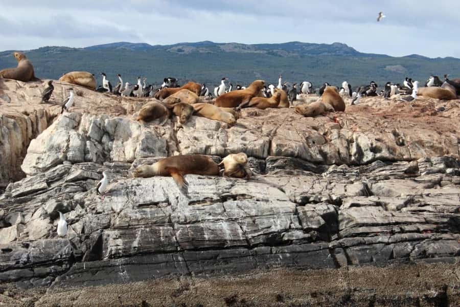 From Ushuaia: Penguin Watching Tour by Catamaran - Key points to know before sailing