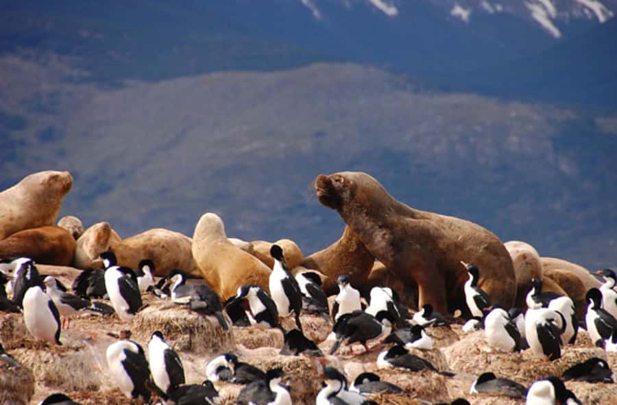 From Ushuaia: Penguin Watching Tour by Catamaran - Setting out from Ushuaia’s tourist port