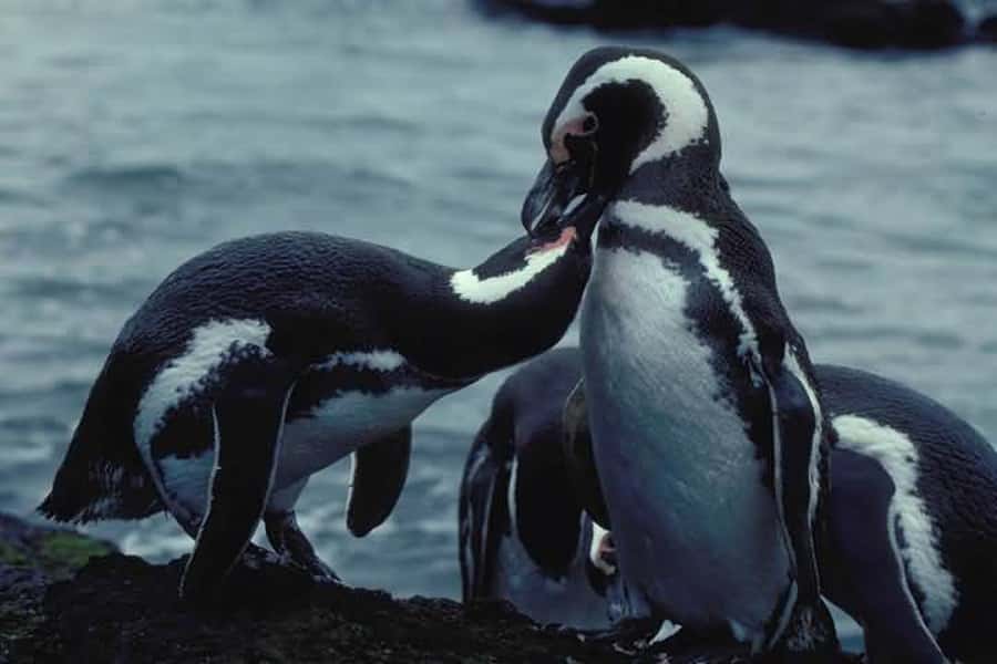 From Ushuaia: Penguin Watching Tour by Catamaran - Les Eclaireurs Lighthouse and the End of the World feeling