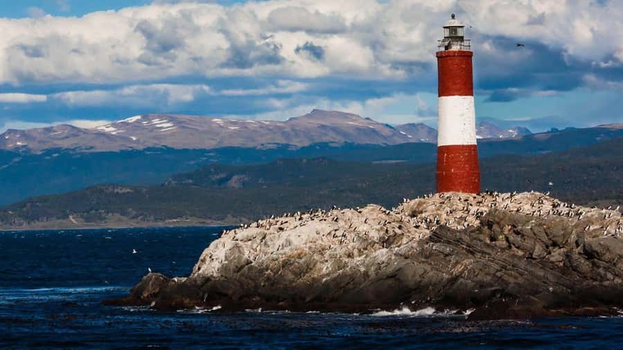 From Ushuaia: Penguin Watching Tour by Catamaran - Martillo Island and the Magellanic penguins