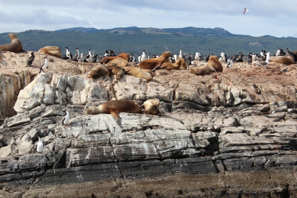 From Ushuaia: Penguin Watching Tour by Catamaran - Five hours at sea, with some flexibility required