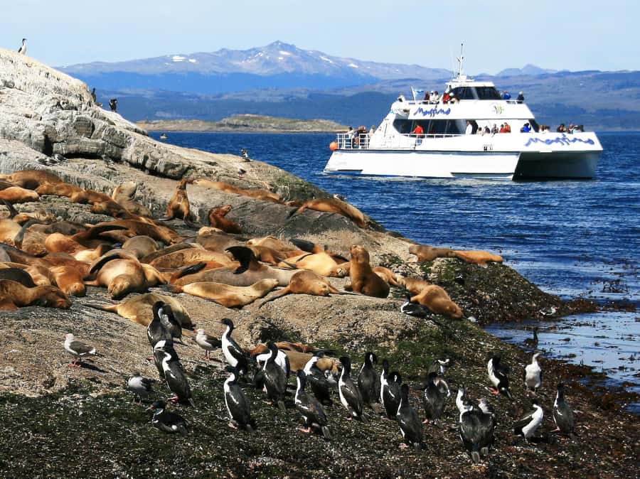 From Ushuaia: Penguin Watching Tour by Catamaran - Who will enjoy this cruise most?