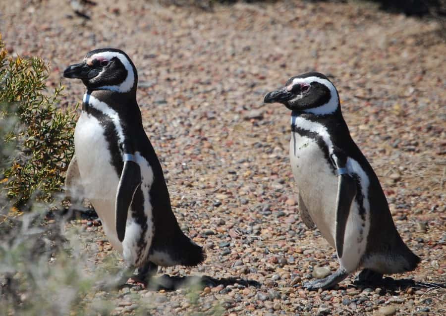 From Ushuaia: Penguin Watching Tour by Catamaran - Reading the Beagle Channel from the water