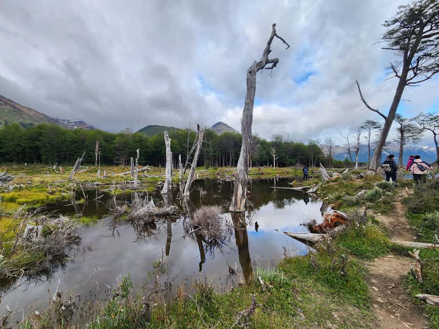 From Ushuaia: Tierra del Fuego Emerald Lagoon Trekking Tour - Key points to know before you go