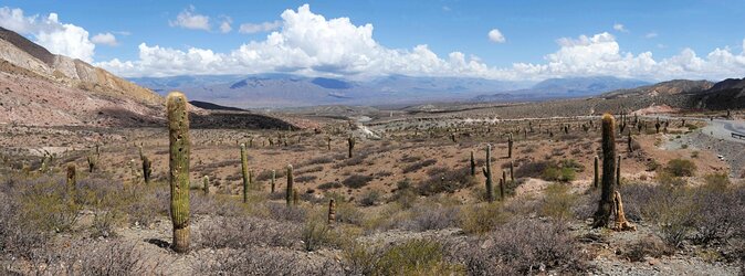 Full-day Cachi and Los Cardones National Park from Salta - Key points to know before you book