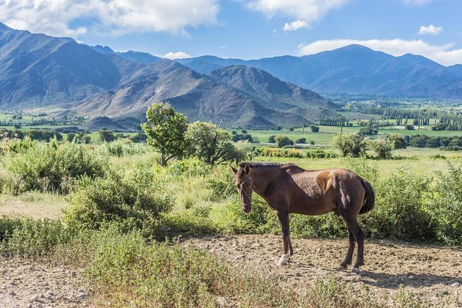 Full-Day Tour Cafayate Calchaqui Valleys with Wine - Key points to know before booking