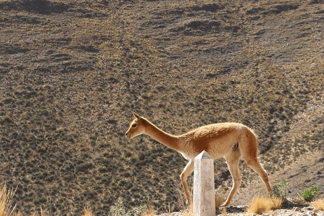 Full-Day Tour to Salinas Grandes and Purmamarca From Salta - Two hours in Purmamarca, with one warning about lunch