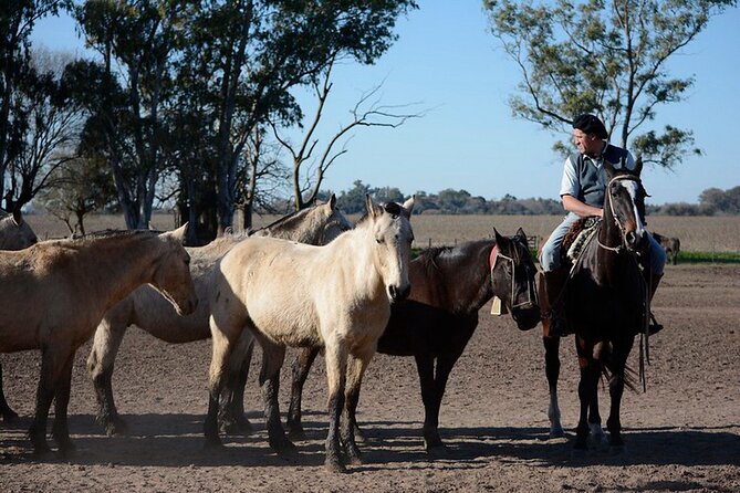 Gaucho Day Tour Santa Susana Estancia From Buenos Aires - Practical Details for a Smoother Day