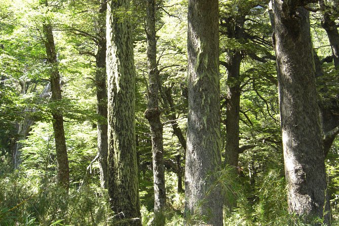 Glacier navigation Mayo Spirit Trek 3 landings and walk through the Forest - Cerro Negro and the Black Glacier