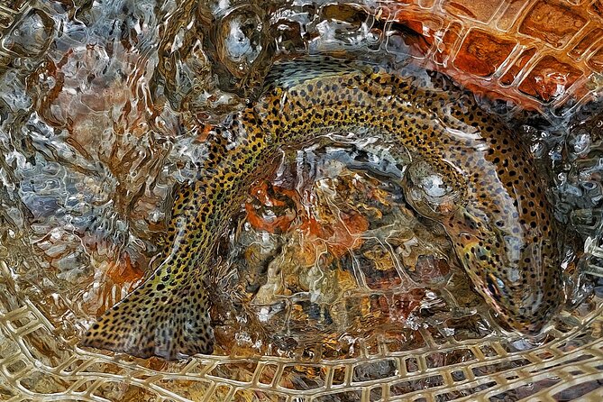 Guided Fly Fishing Tour in Estancia La Carrera - Instruction for Beginners and Experienced Anglers