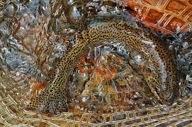 Guided Fly Fishing Tour in Estancia La Carrera - Who Will Enjoy This Most